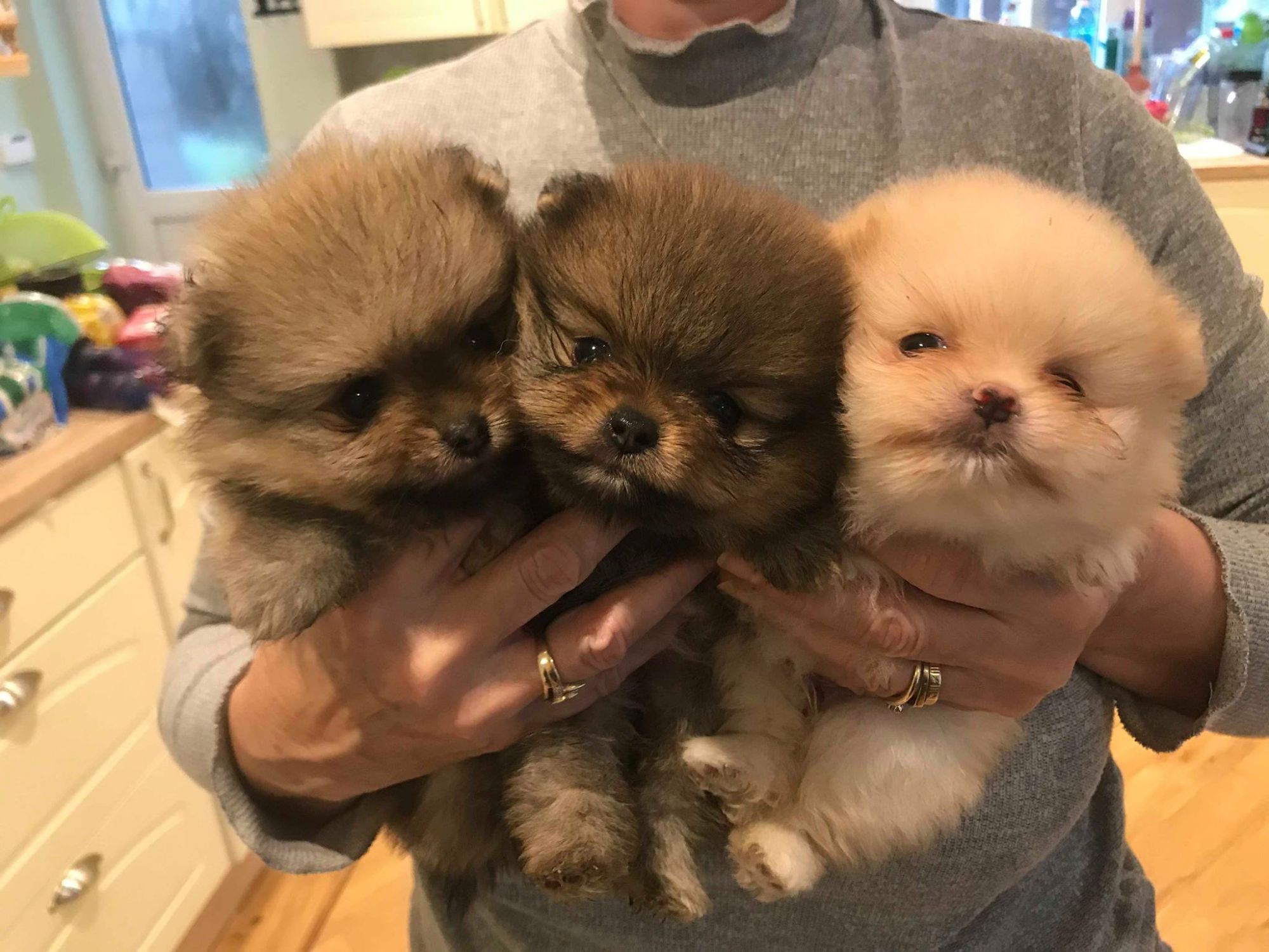 Group of three puppies