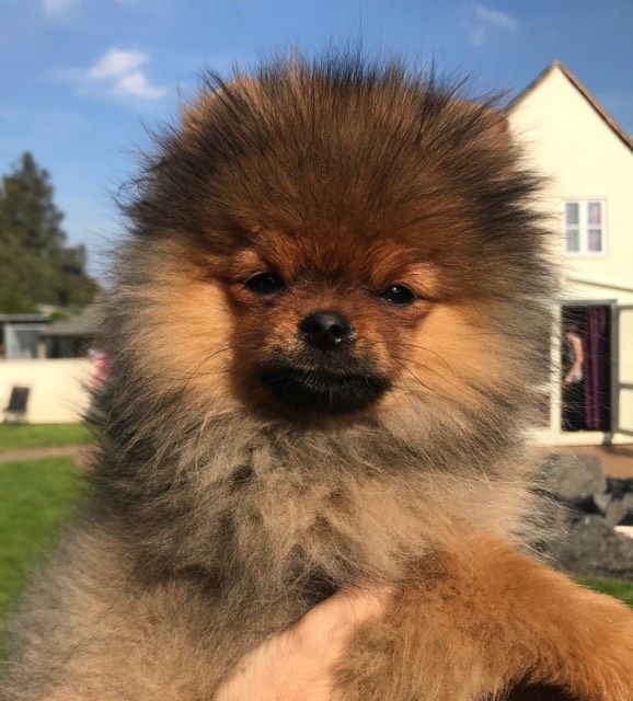 Altina's Isadorable