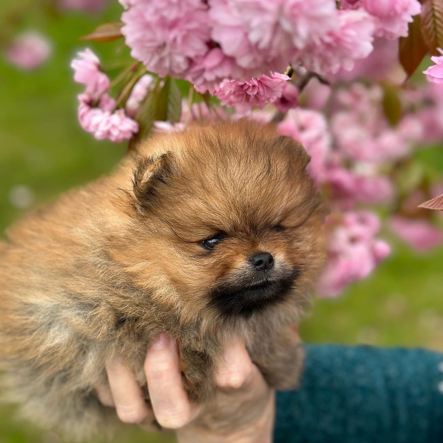 Puppy in cherry blossoms