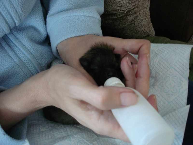 Handrearing a week old puppy