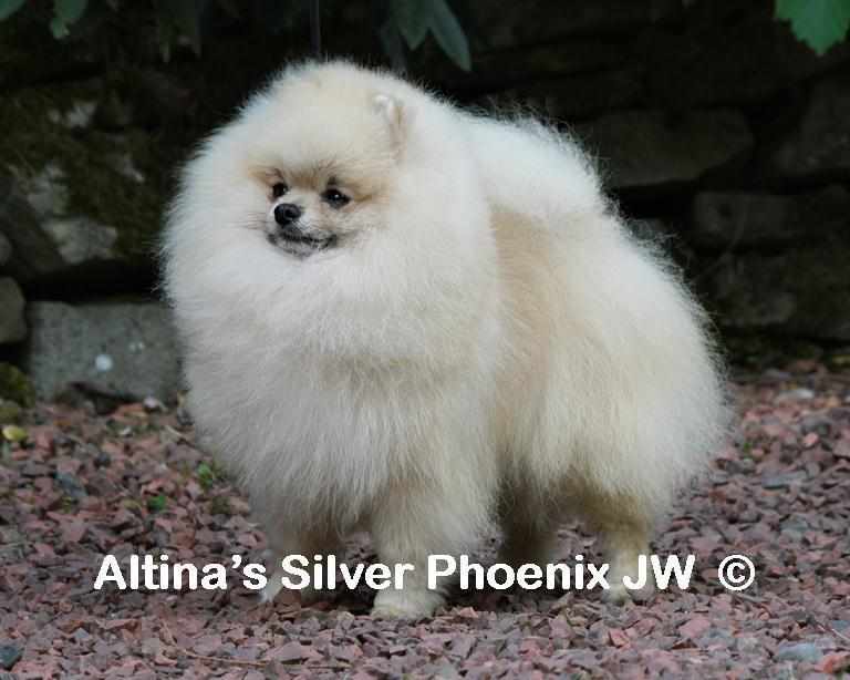 CH Altina's Silver Phoenix