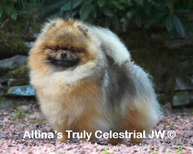 CH Altina's Truly Celestrial 