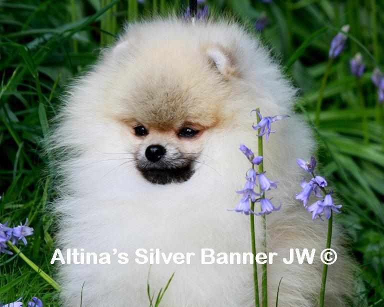 Altina's Silver Banner