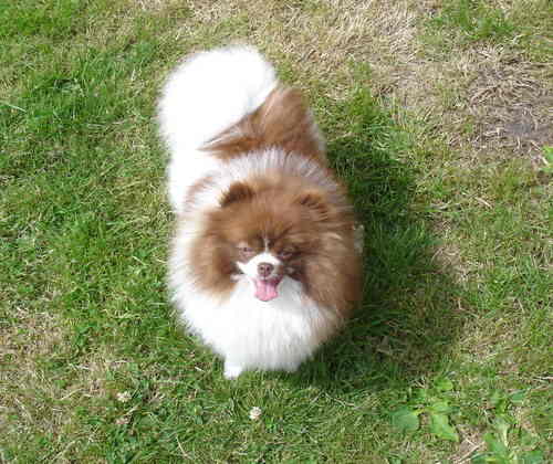 Altina parti-coloured Pomeranians: Lucy