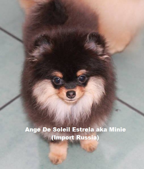 Minie Minie