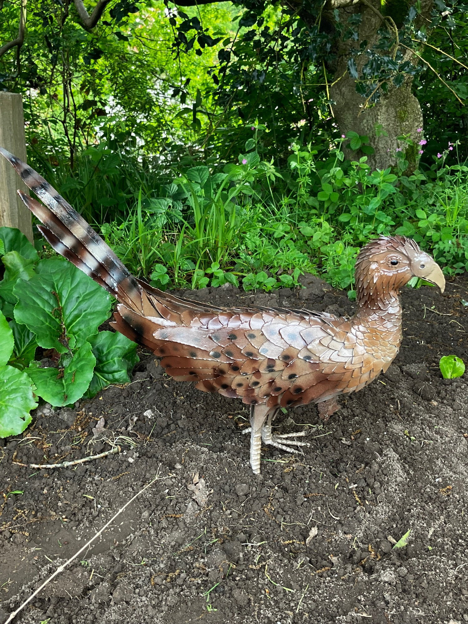 standen pheasant female