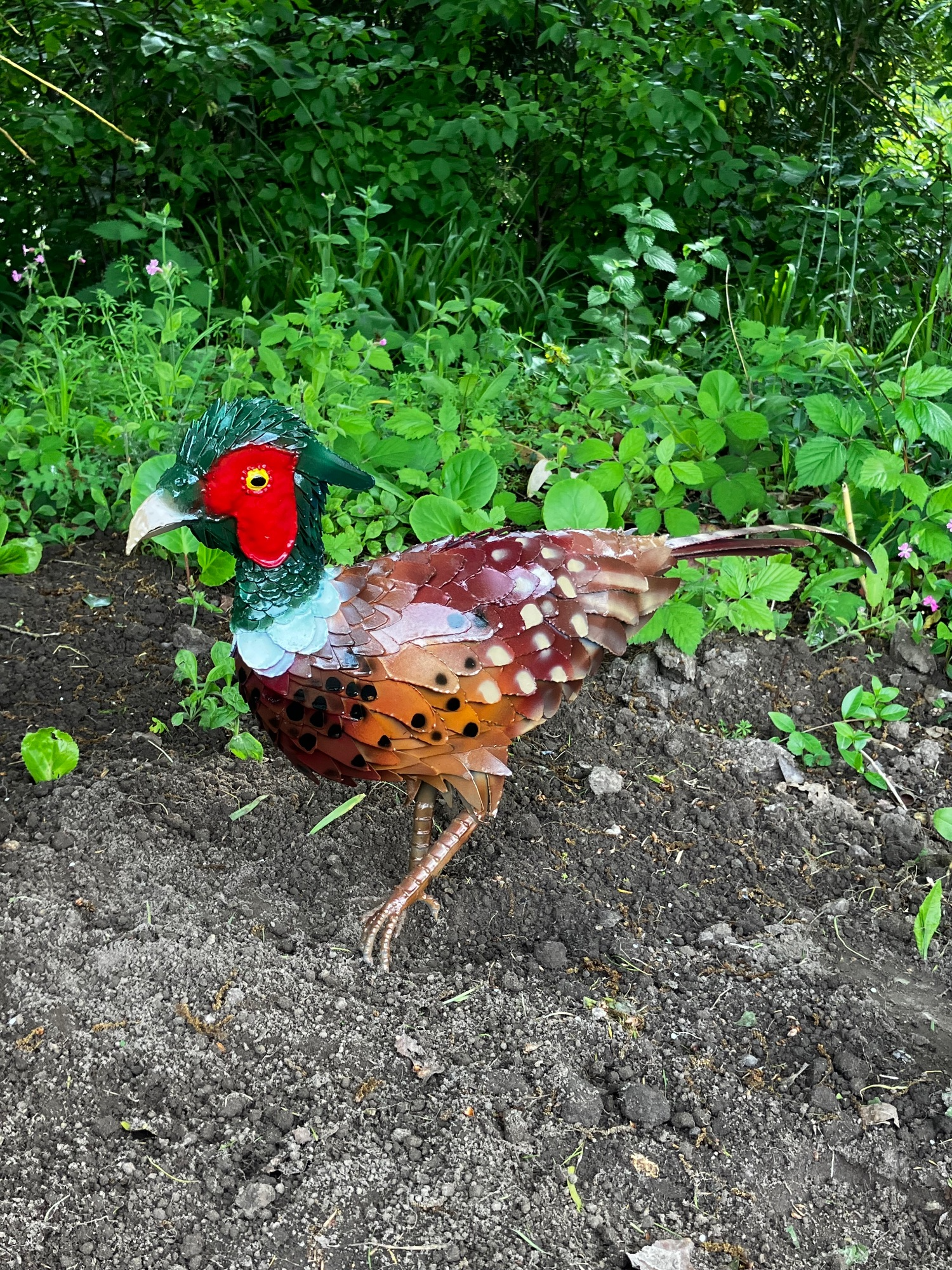 standen pheasant male