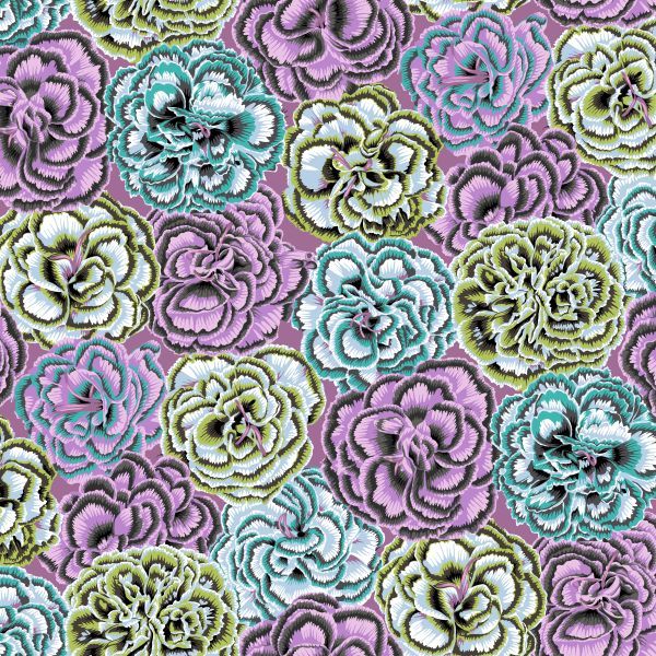 Philip Jacobs Picotee Carnations - Contrast
