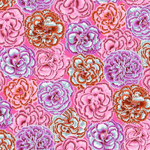 Philip Jacobs Picotee Carnations - Pink