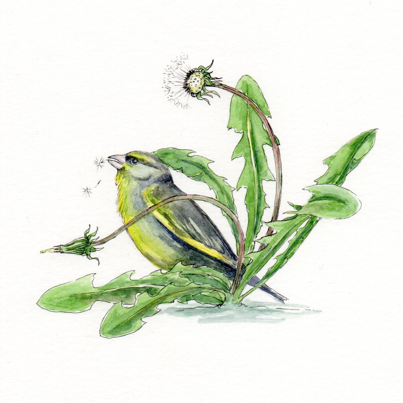 ink and watercolour greenfinch eating dandelion seeds