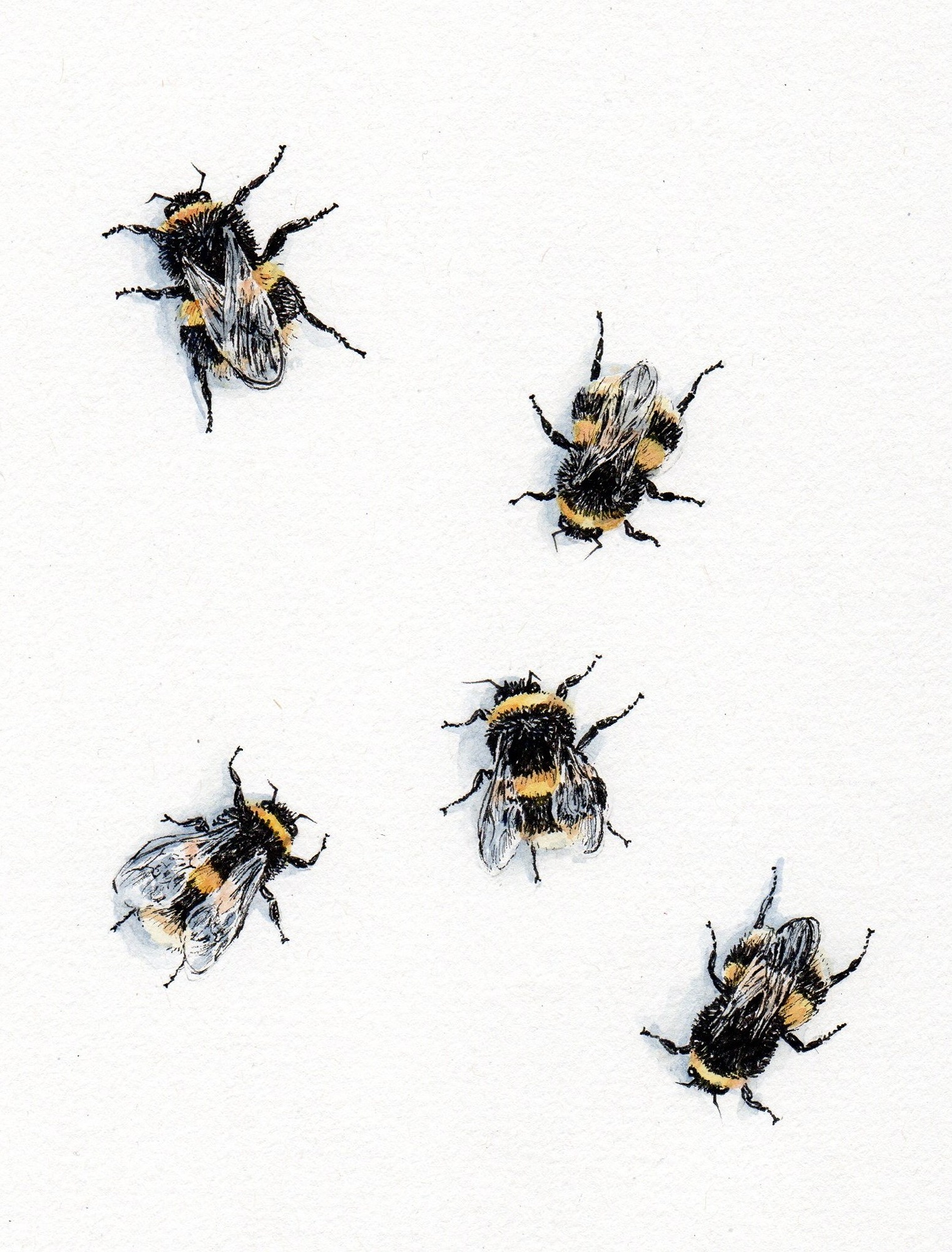 five buff tailed bumble bees on a wall - ink and watercolour