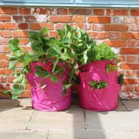 Haxnicks Strawberry & Herb Patio Planter - 2 pack