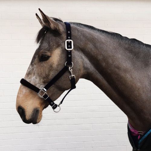Perry Equestrian Luxury Padded Headcollar to Fit Size: Pony