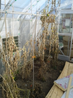 Greenhouse Cleaning - Before 1