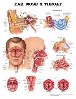 Ear, Nose and Throat