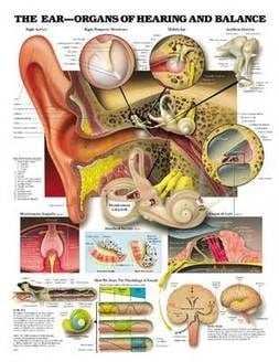 The Ear - Organs of Hearing and Balance