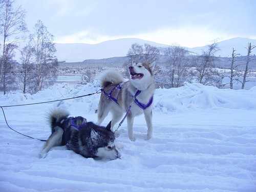 Aviemore snowy mals