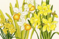 Daffodil Blooms - Floral Cross Stitch