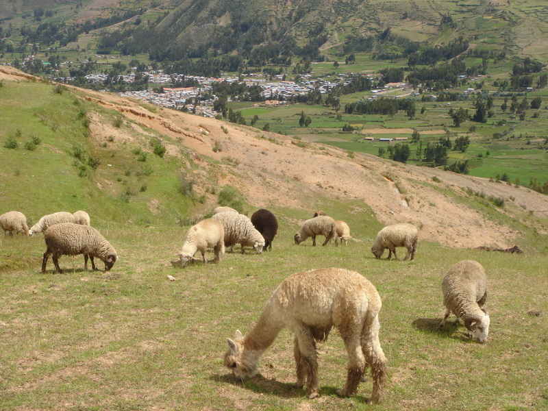 alpacas alpacas